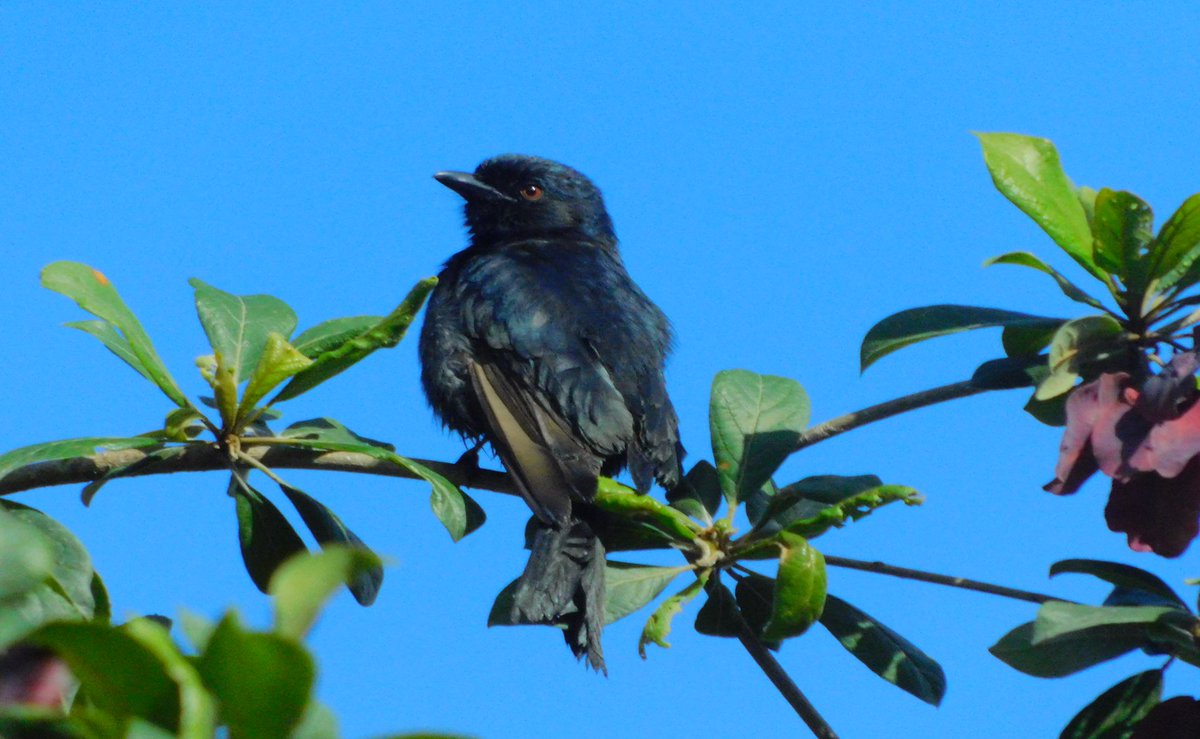 Fork tailed drongo . Amazing bird and very smart, Sometimes  they use fake alarm calls in the absence of a predator to cause animals to flee and abandon food, which they eat, getting up to 23% of their food this way. 

#EncounterElewana #Birds