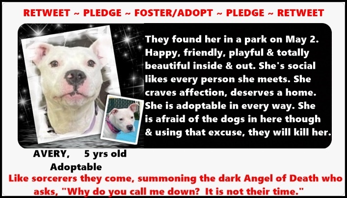 pfeifferpack's tweet photo. 5/11NYCACC11amEST LOW pledges &amp; scarcity of fosters! WE CAN WORK TOGETHER &amp; SAVE THEM remind ourselves &amp; others what humans can be. @TomJumboGrumbo pledge/info and @PamBabcockTruth to help foster or adopt AVERY https://t.co/dybdY83Mjo