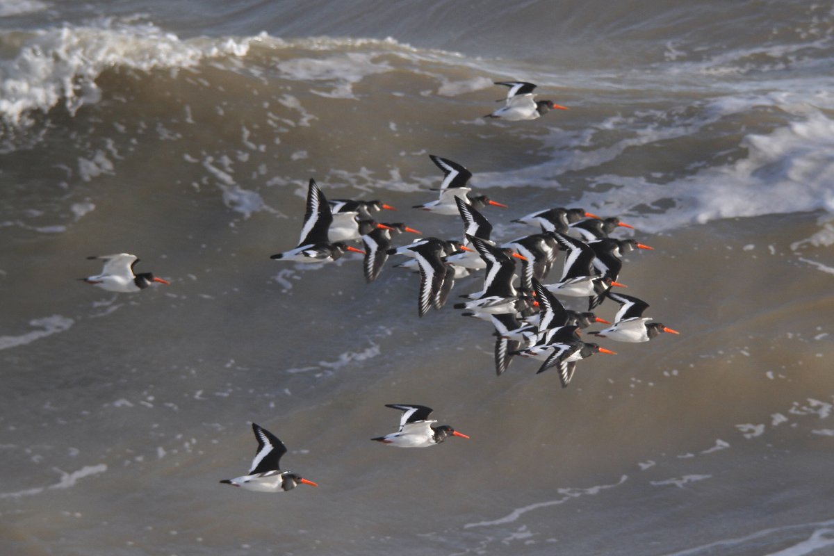 BirdWiseEK's tweet photo. The final photos to share from the photography competition are from the #DaringDozen category, so we are especially fond of them π
βOystercatchers in Flightβ
Category: Daring Dozen, Highly Commended
Location: North Foreland
Name: Mark Kilner https://t.co/fqNjFxE1Ap https://t.co/aSf5olqEPZ