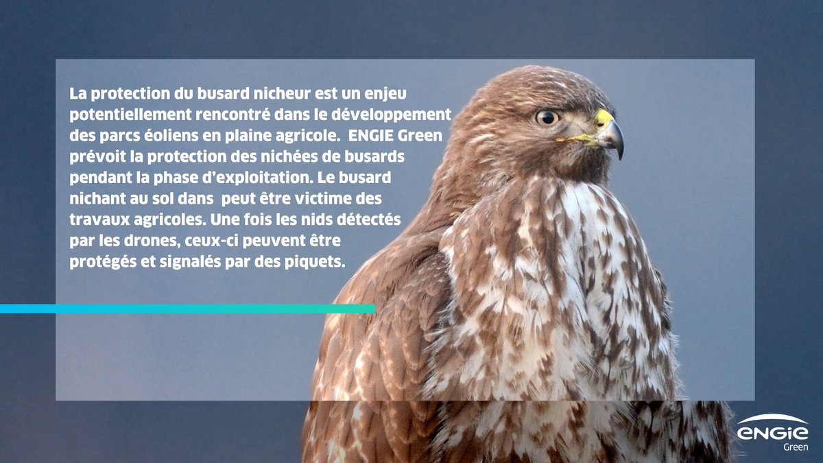 ENGIEGreen's tweet photo. [Label TED] ♻️ Focus sur un pilier de notre label : la nature !
🐣La protection de la biodiversité fait partie de notre méthode de développement des ENR.

Nous œuvrons systématiquement pour la préserver avec les agriculteurs proches de nos parcs pour protéger les nids de busards. https://t.co/ixsa0JlyXd