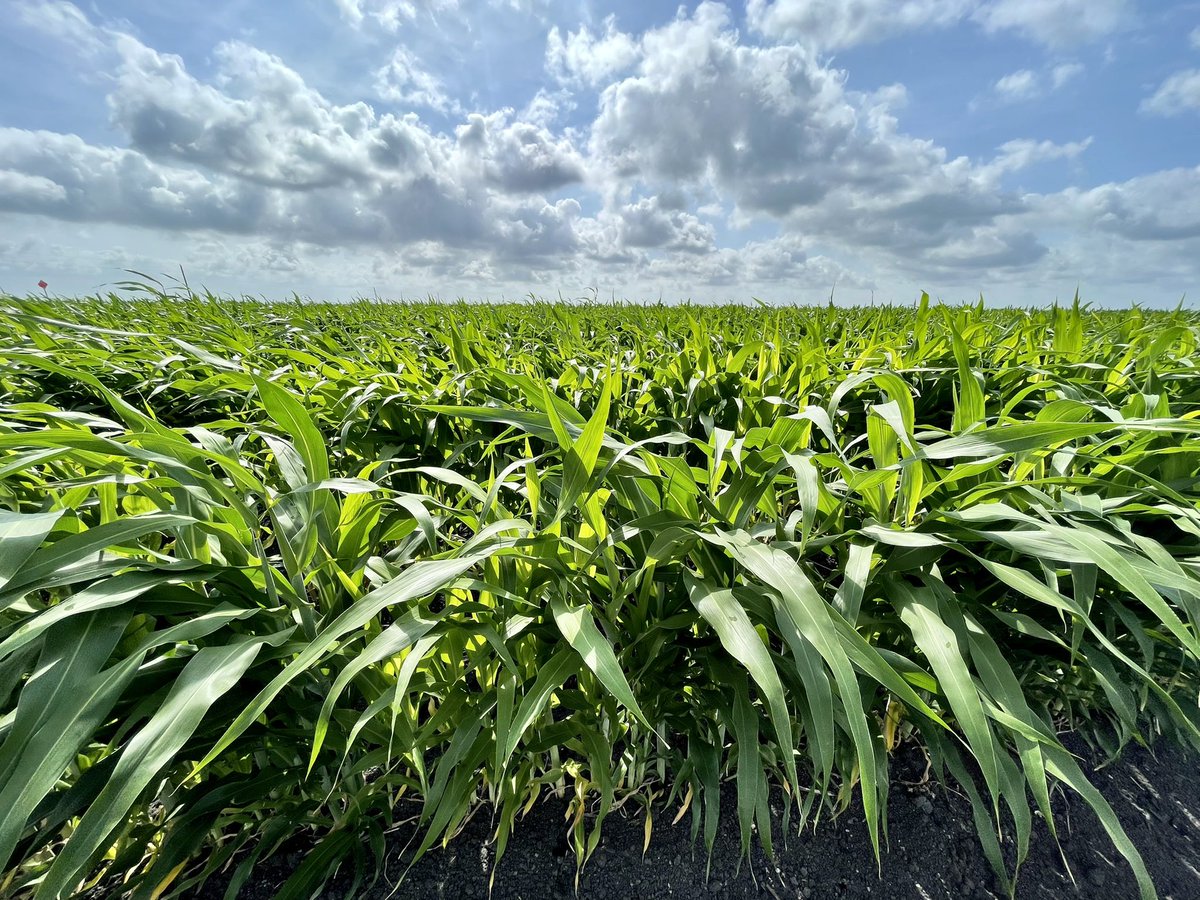 #sorghum near Tivoli, TX this morning.  Equally impressive in the Valley - not so much in between.