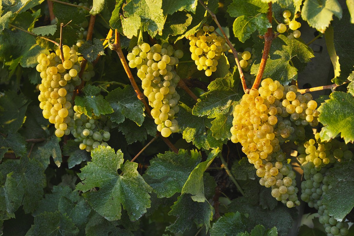 ProseccoDOC's tweet photo. #Glera grapes are the primary variety for #Prosecco DOC. But did you know, Glera may be combined with up to 15% of other varieties, from Pinot Grigio to Chardonnay 🍇 https://t.co/2niR5G7QpH