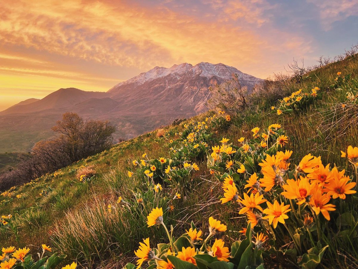 Matthew Johnson tweet media