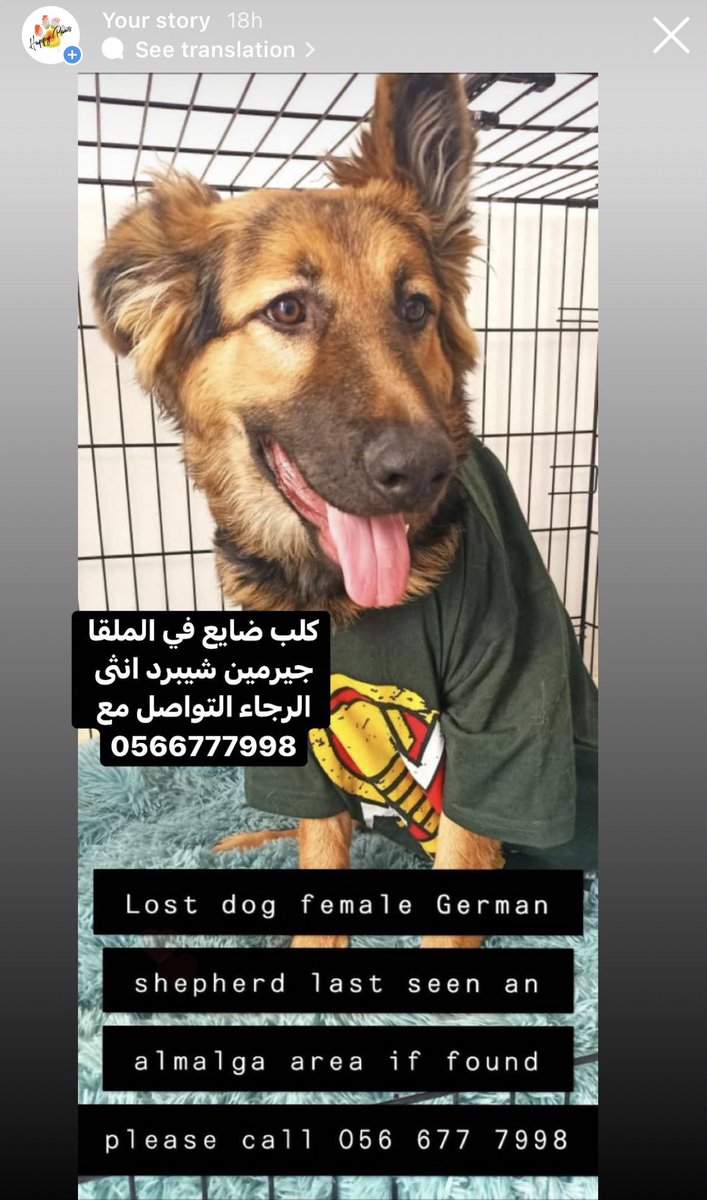 happypawsksa's tweet photo. سكان #حي_الملقا فزعتكم لاهنتوا 🙏🏼
هذا الكلب ضايع من امس في حي الملقا.. اللي شافه يا ليت يتواصل على الرقم الموجود في الصورة أو معانا على الدايركت.

جزاكم الله كل خير https://t.co/lduM2Hzwbz