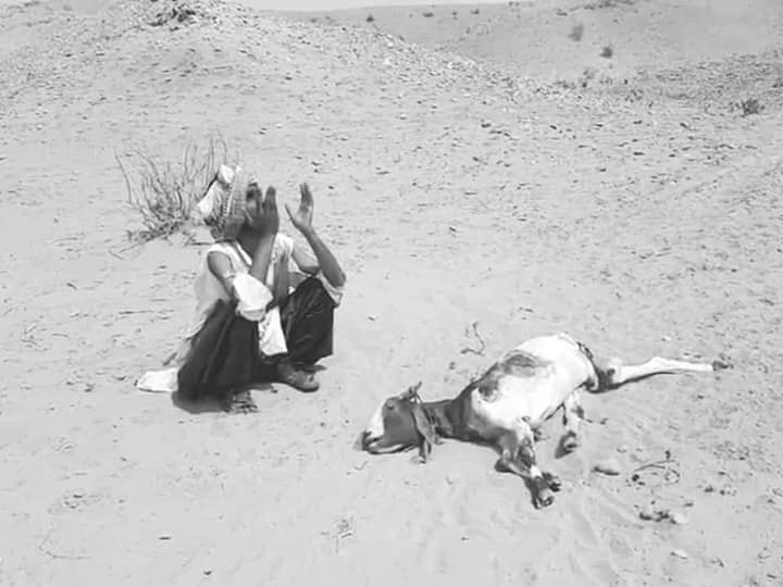 This picture explain everything the current situation of water in pir koh .animals are dieing due to the shortage of water. And even people are suffering due to the shortage of water۔👇 
#pirkohkopaniDo
#پیرکوہ_کو_پانئ_دو <a href="/ShahzainBugti3/">Nawabzada Shahzain Bugti</a> <a href="/BugtiGohram/">Gohram Bugti</a> <a href="/CMShehbaz/">Shehbaz Sharif</a> <a href="/PakSarfrazbugti/">Sarfraz Bugti</a>