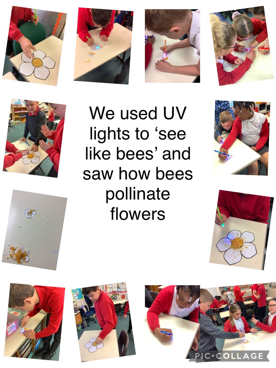 Harlech5class's tweet photo. Dosbarth Harlech had great fun discovering bees ‘UV’ vision and ‘pollinating’ flowers @LlanmartinPrim  #ethicallyinformed #ambitiouscapable https://t.co/U12Kdnqn4K