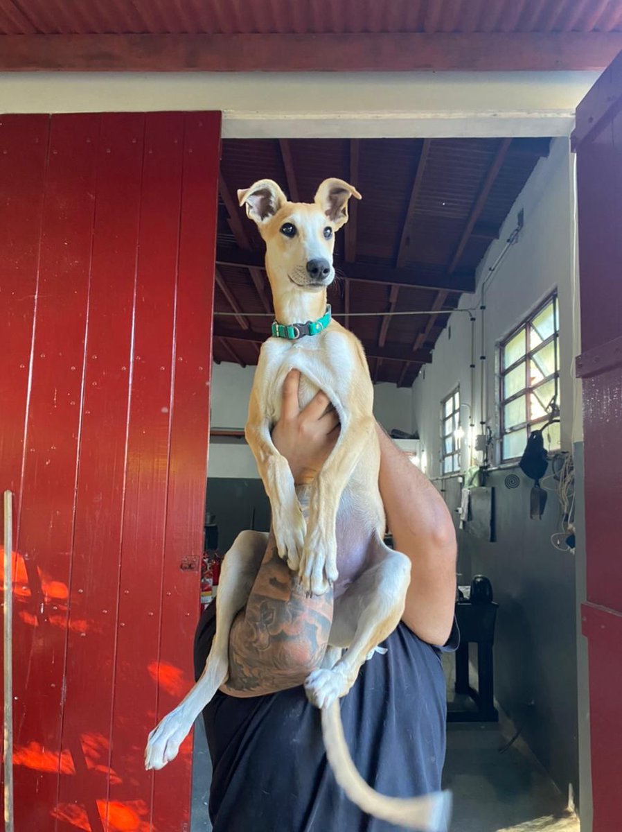 bnclzla's tweet photo. TANO se perdió por monte grande, barrio Coca cola, es un macho sin castrar, estaba con collar y chapita si sabes de alguien q lo tiene o te lo vendieron, te devolvemos la plata el perro tiene dueños y lo extrañamos, NO es de raza, hay recompensa a quien nos haga llegar a el. https://t.co/2LxrT1sCtu