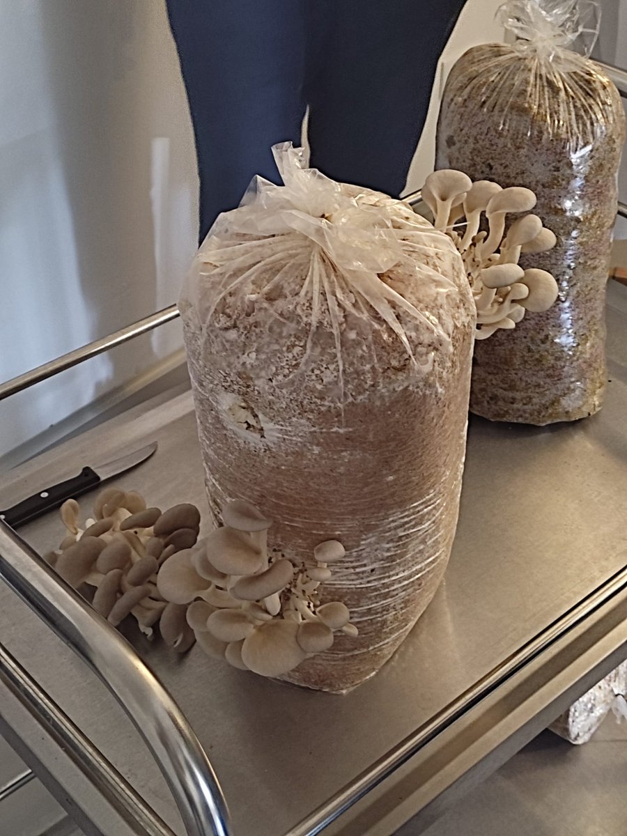 CoopsAgroES's tweet photo. #COOPIDshowcaseAUSTRIA en una explotación donde producen champiñones inoculando las esporas en los #agropellets que transforman en "migas" con un 66% de humedad, luego lo introducen en unas bolsas donde se inicia el proceso, con la humedad y ventilación suficiente #bioeconomia https://t.co/Tv7PAWMazI