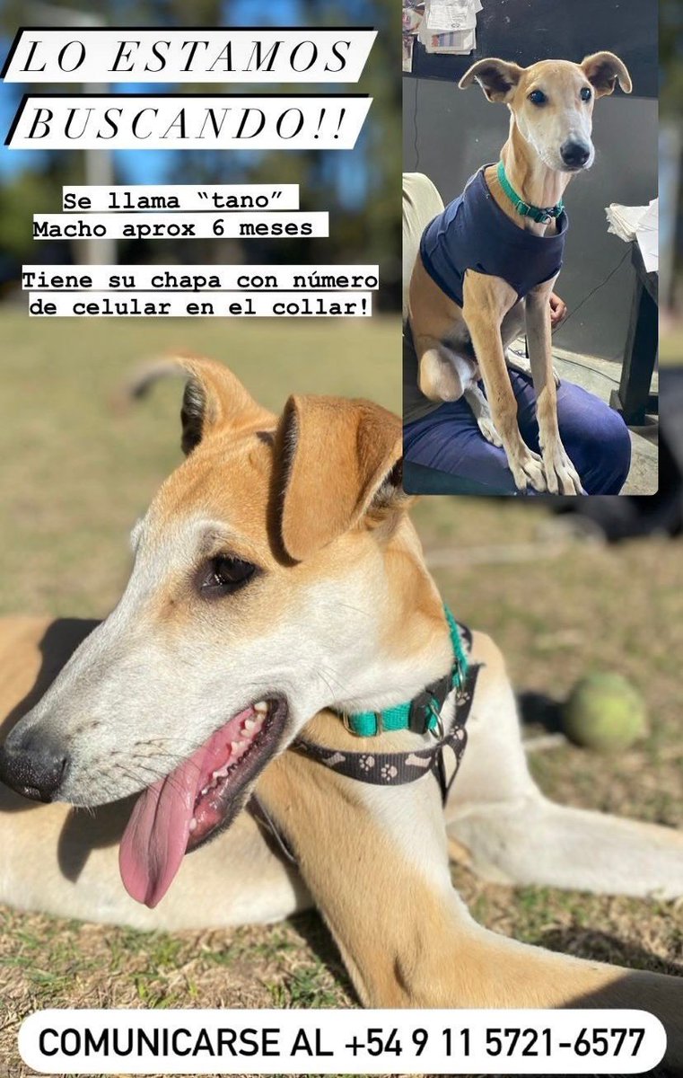 bnclzla's tweet photo. TANO se perdió por monte grande, barrio Coca cola, es un macho sin castrar, estaba con collar y chapita si sabes de alguien q lo tiene o te lo vendieron, te devolvemos la plata el perro tiene dueños y lo extrañamos, NO es de raza, hay recompensa a quien nos haga llegar a el. https://t.co/2LxrT1sCtu
