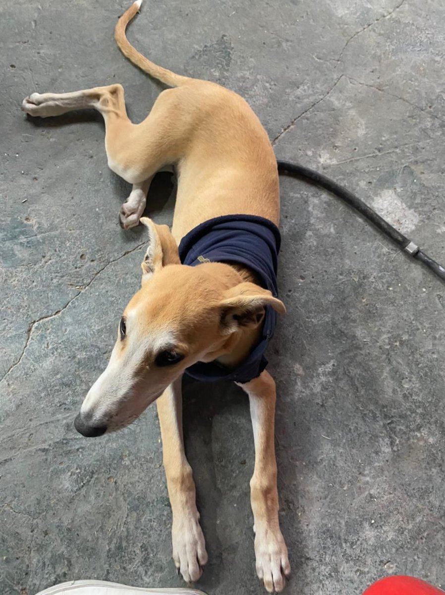 bnclzla's tweet photo. TANO se perdió por monte grande, barrio Coca cola, es un macho sin castrar, estaba con collar y chapita si sabes de alguien q lo tiene o te lo vendieron, te devolvemos la plata el perro tiene dueños y lo extrañamos, NO es de raza, hay recompensa a quien nos haga llegar a el. https://t.co/2LxrT1sCtu