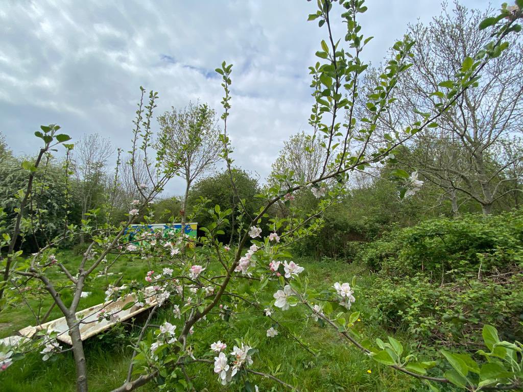 WCWCatford's tweet photo. It’s #MentalHealthAwarenessWeek so we will post a #nature picture every day. This is #appleblossom in our
#orchard. We #grafted our #appletrees & 3 years ago this area was all #bramble. Now we have a fabulous #outdoorclassroom #connectwithnature #pathwaystonature #compassion https://t.co/thUsqBvH5D