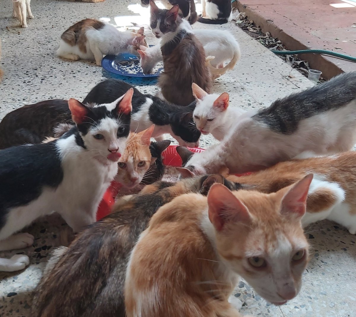 Another tasty lunch gets the approval of our customers 🐱🍽💕
With the highest inflation in the world and endlessly rising food prices, it's no small miracle that we can fill so many bellies every day. Thank you for making this happen with your love and support, dear friends 💖