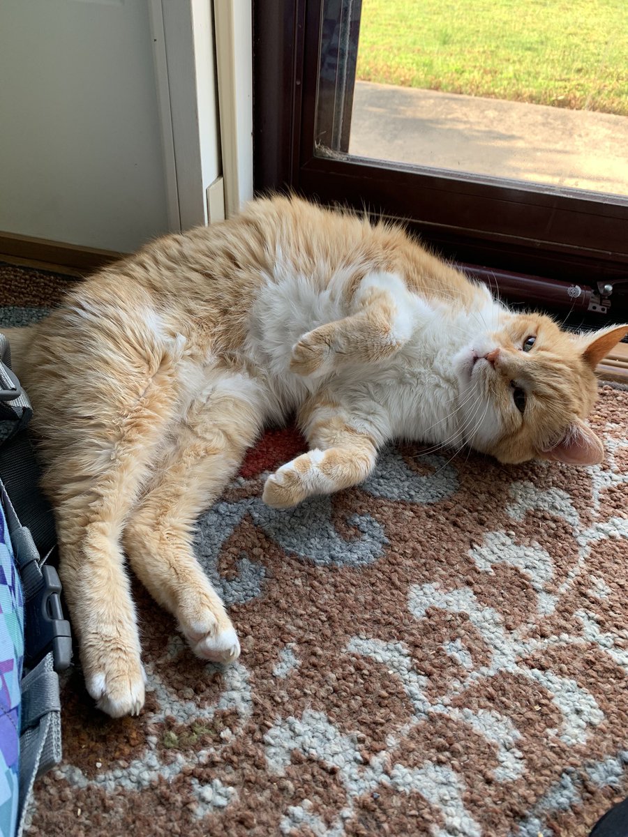 sootfox_'s tweet photo. i will pass my ap us history and ap lang exams. i will pass my ap us history and ap lang exams. I WILL PASS BOTH THE AP EXAMS!!

anyways have cats https://t.co/U7NT6xqFfU