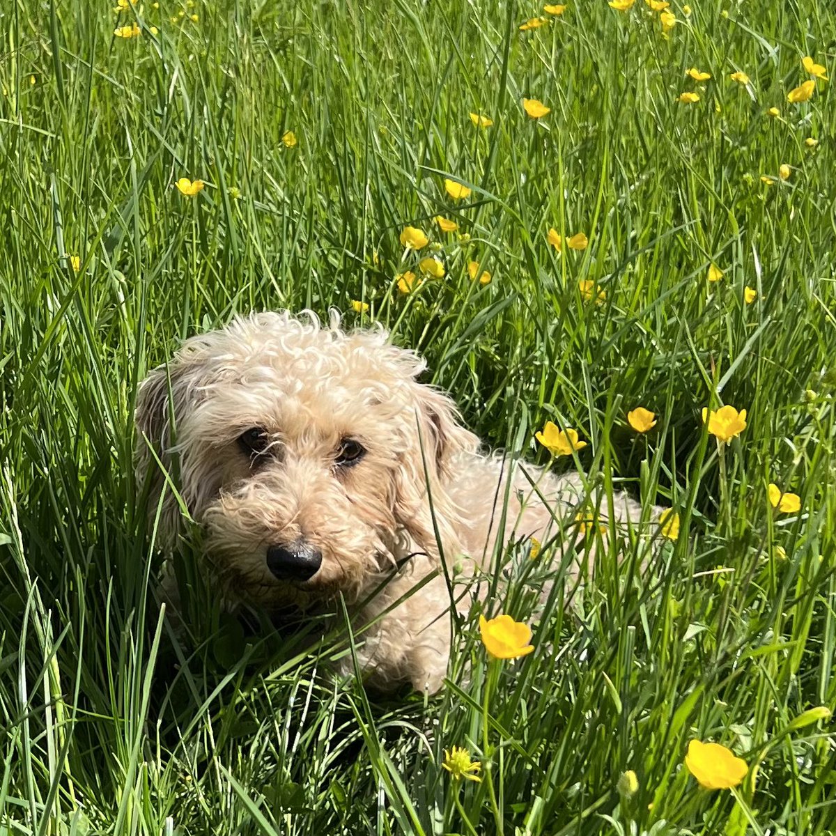 WildandWool's tweet photo. Beautiful afternoon walking the dogs in the buttercups on Bathwick Hill, admiring beautiful Bath πππ
#visitBath #weloveBath #Bathviews #dogwalkpics #Millie #miniaturewirehaireddachshund https://t.co/qZ9EPD2OOk
