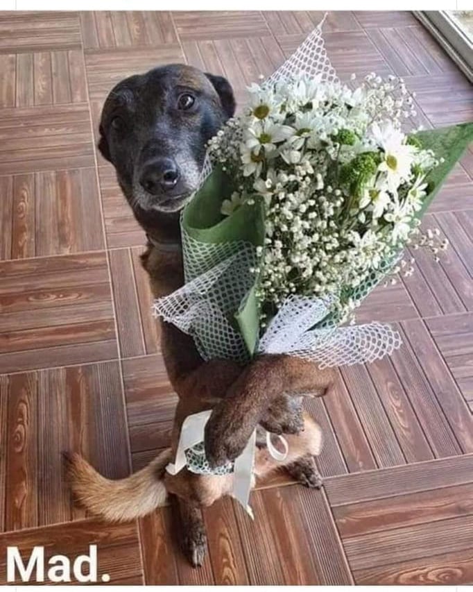 ImProAnimal's tweet photo. Te amo mamita, gracias por sacarme de las calles. 🙏🥺🐾♥️ https://t.co/QoECIivf5b