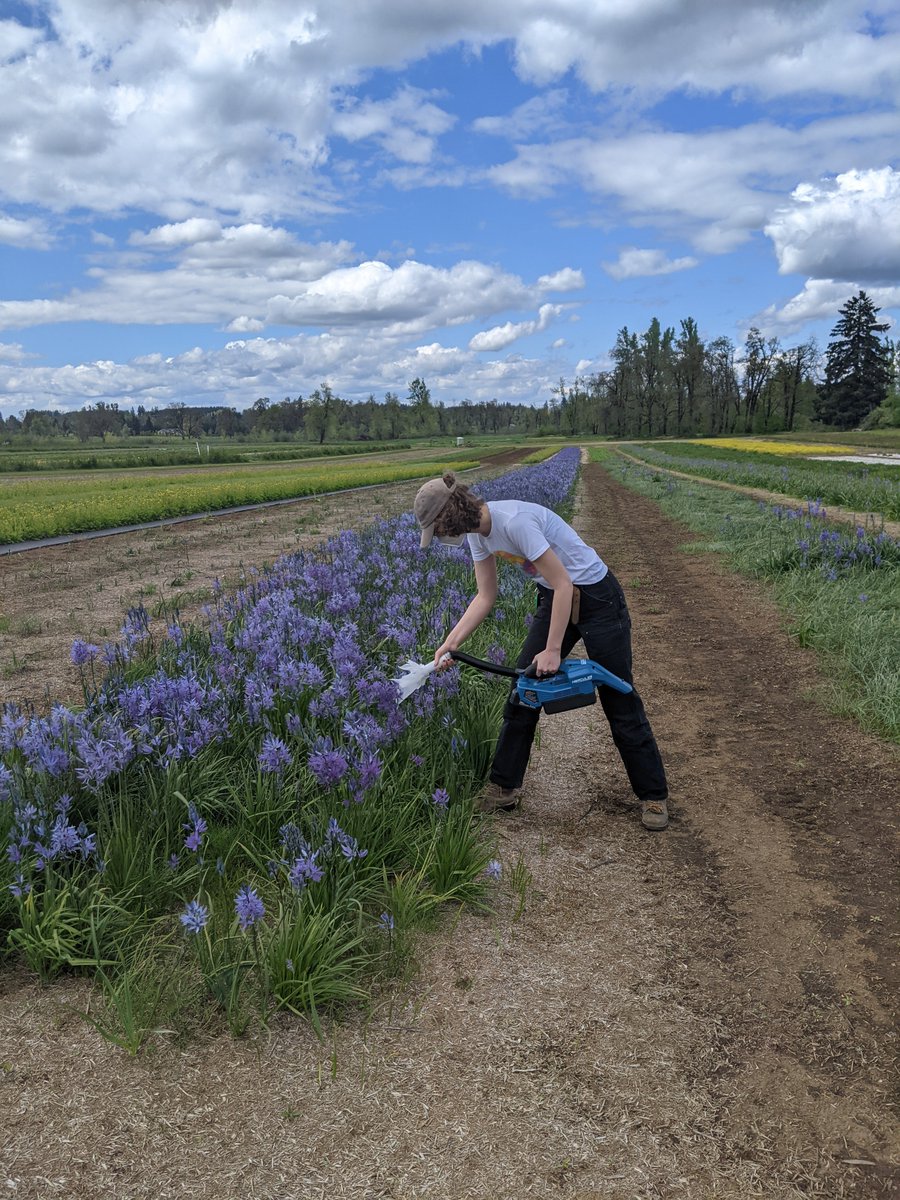 EmilyACarlson1's tweet photo. Ghost busters, but make it pollen 👻 got to help a fellow grad student collect pollen from native flowers with a vacuum. The pollen will be analyzed for nutritional value and help land managers make good choices on what plants best support bees. https://t.co/UyKGMizjOd