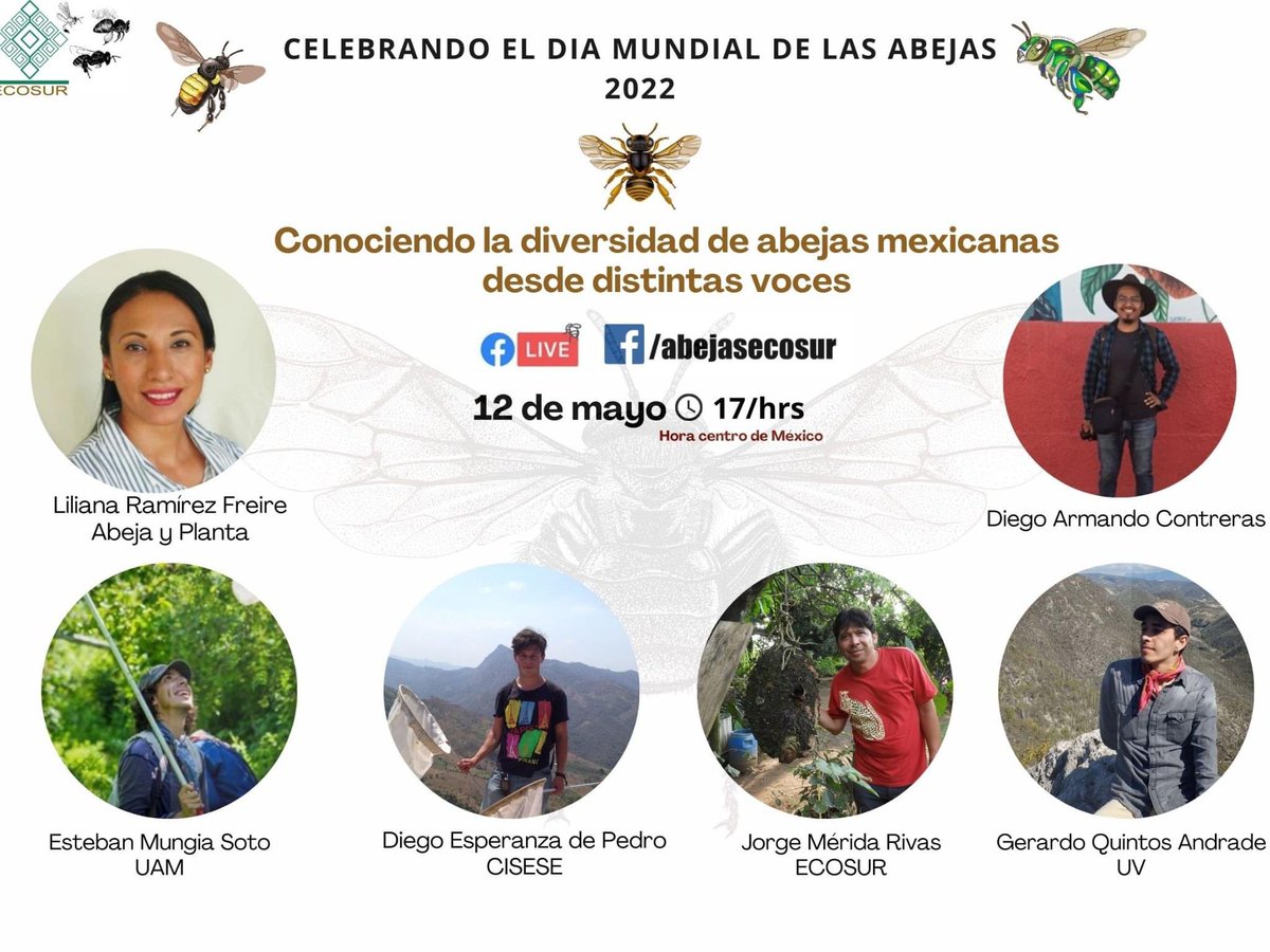 correorealmx's tweet photo. ✨ #AbejasEcoSur ha preparado una serie de charlas para celebrar el Día Mundial de las Abejas. Te invitamos a la inaguración de esta fiesta  mundial.   
​​
Transmisión:
https://t.co/yBNxsrl6Ob

#DíaMundialDeLasAbejas  #DiversidadDeAbejas https://t.co/XhdclR5a0Z