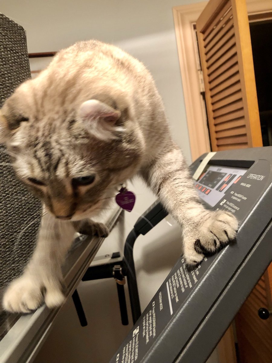 Brewskiethecat's tweet photo. Wait? Whaddyameanz itโs not Walk on a Treadmill Wednesday? #CatsOfTwitter #catmoves #cutecat #polydactylcat #WednesdayMotivation https://t.co/g6f7uRRRCm