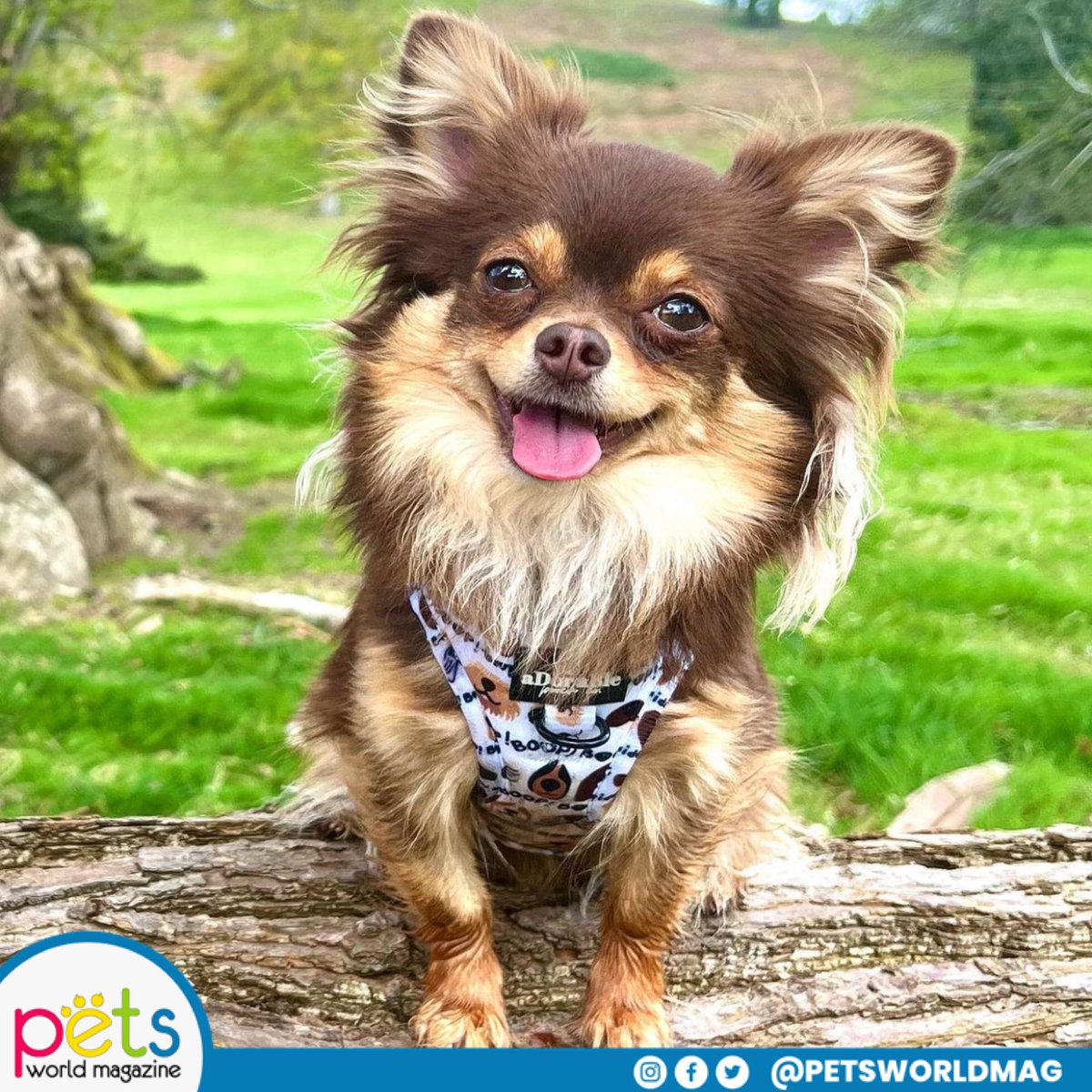 PetsWorldMag's tweet photo. Feliz miércoles ☀️
#PetsWorldMagazine #RevistaDeMascotas #Mascotas #PetsMagazine #PetLover https://t.co/vGhLZf5XnF