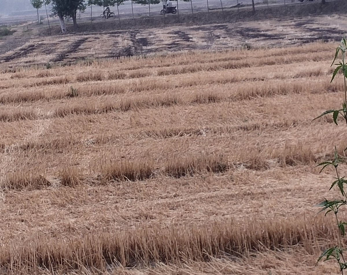 Manmohanbedi_'s tweet image. Two adjoining fields with different farmers having two different approaches

Pic 1:-Inter Cropping with diversification reducing air pollution &amp;amp; increasing area under trees.

Pic 2:-Conventional Wheat-Paddy cycle over exploiting ground water and degrading soil health by fires