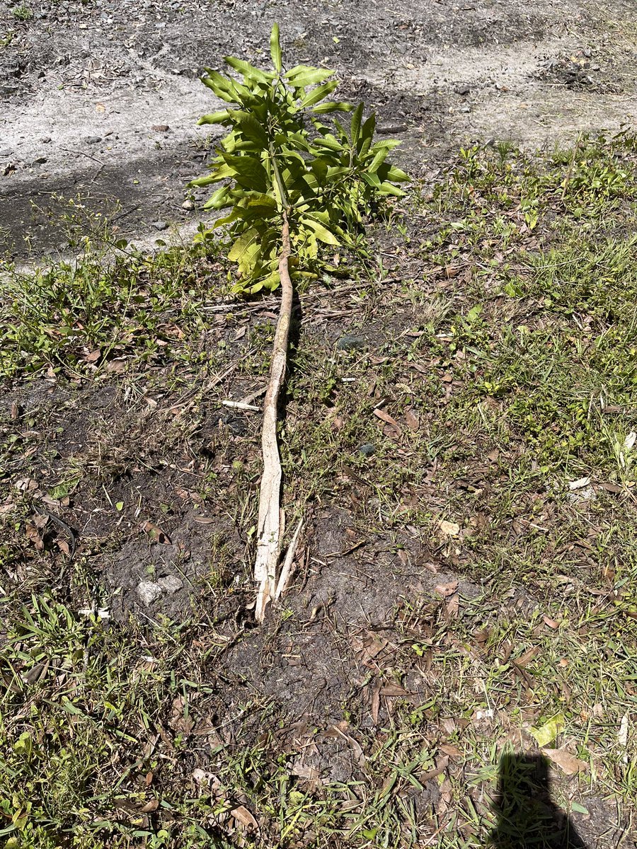 theycallmebeeaa's tweet photo. Thanks @CSX for mowing my fucking mango tree? Toll so far is a rain garden, lemon tree, and now a mango tree all in my yard. https://t.co/JdmejCdvuu