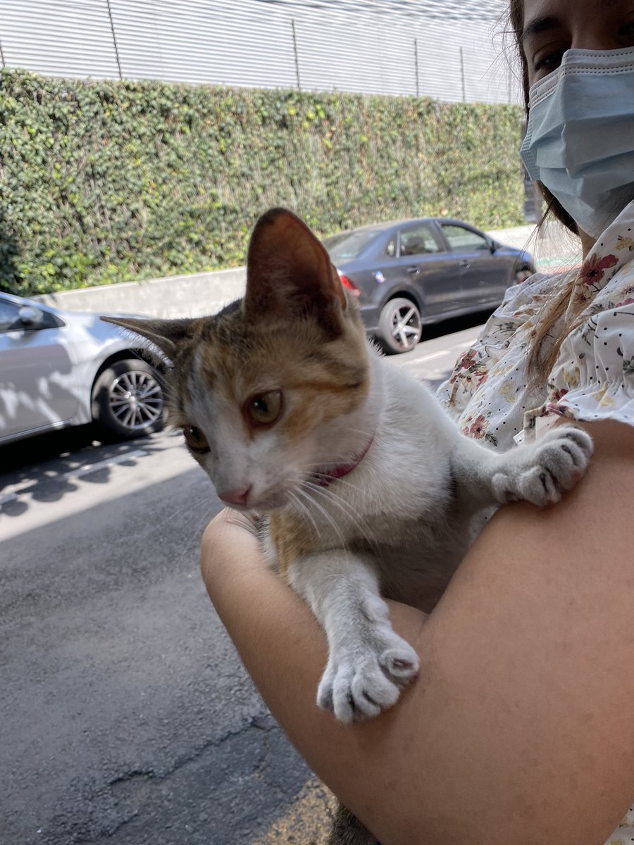 DraSoniaLopez's tweet photo. Gatito perdido en calle Herschel en la anzures, tiene collar pero No tiene datos de su casa!! Aiudaaa https://t.co/7aYq8lMpCU