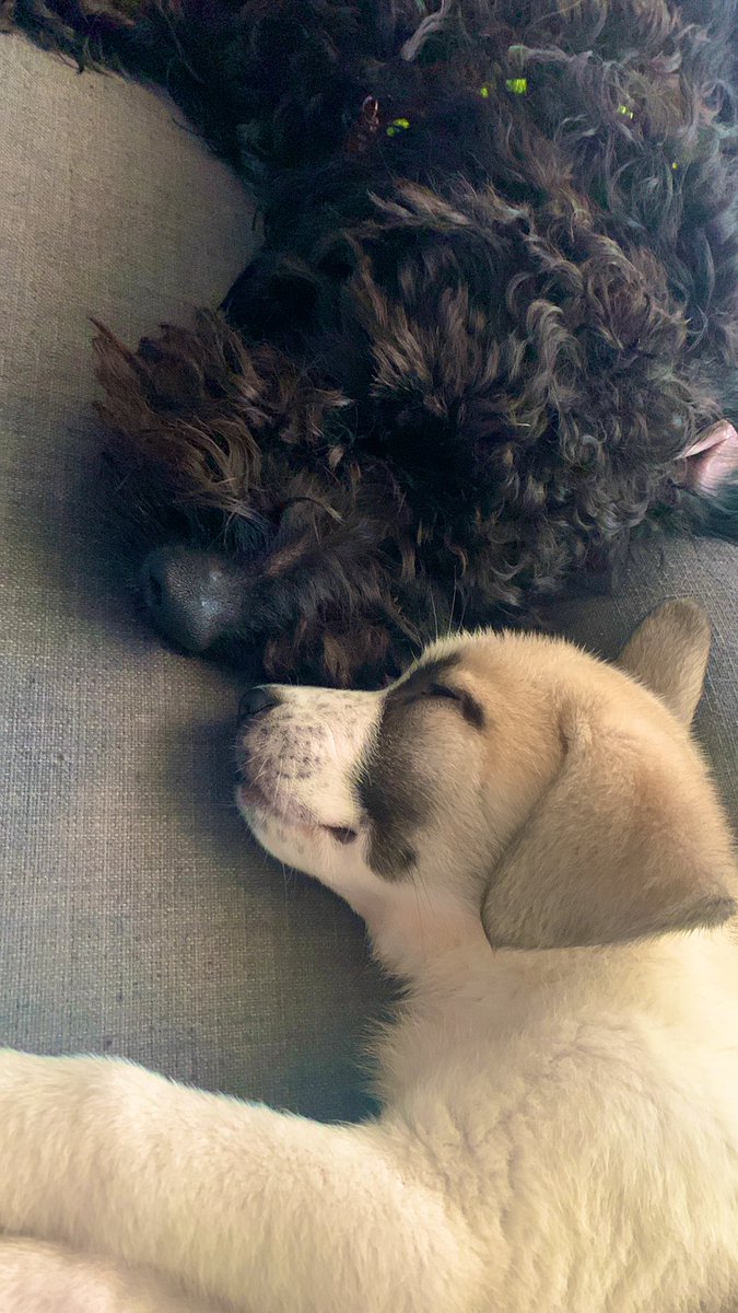 Albieight's tweet photo. son hermanisimos 🥰 https://t.co/4DeQrEYC4B