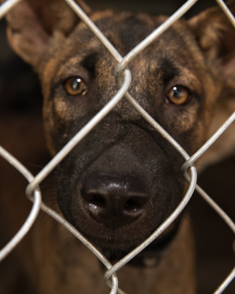 FOURPAWSUSA's tweet photo. Another important step towards a #DogMeatFree Indonesia! As a result of continued lobbying by the Dog Meat Free Indonesia coalition, of which FOUR PAWS is a member, 5 more cities and regencies in Indonesia have passed directives to prohibit the dog meat trade!
#ProtectMillions https://t.co/T00rMXurHU