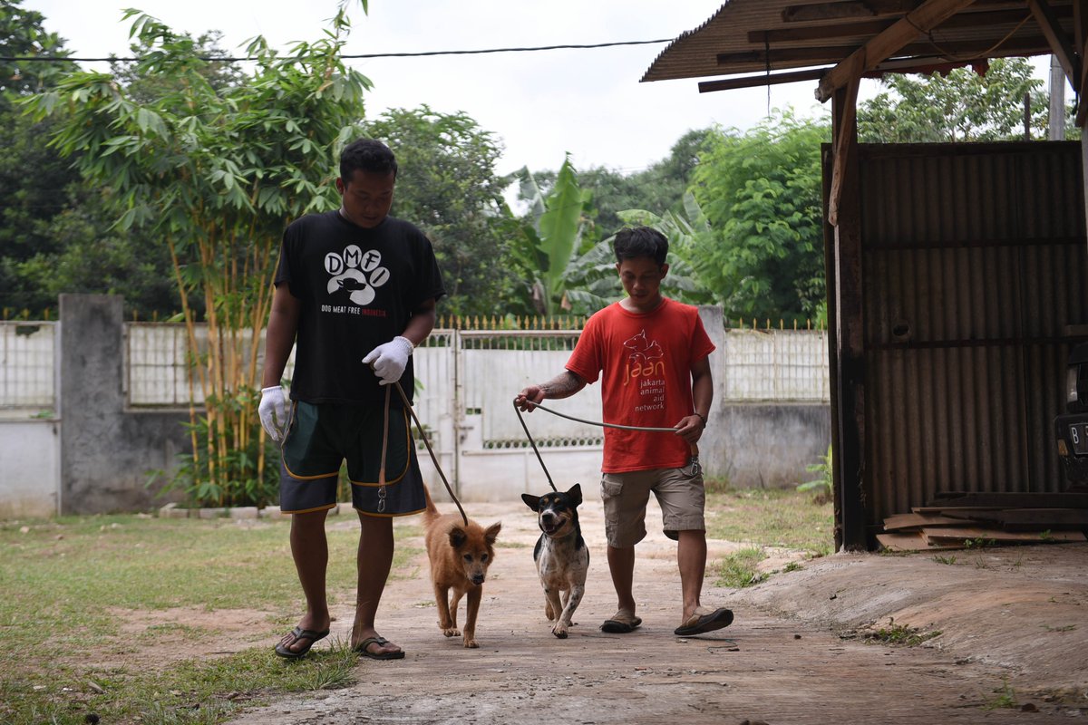FOURPAWSUSA's tweet photo. Another important step towards a #DogMeatFree Indonesia! As a result of continued lobbying by the Dog Meat Free Indonesia coalition, of which FOUR PAWS is a member, 5 more cities and regencies in Indonesia have passed directives to prohibit the dog meat trade!
#ProtectMillions https://t.co/T00rMXurHU
