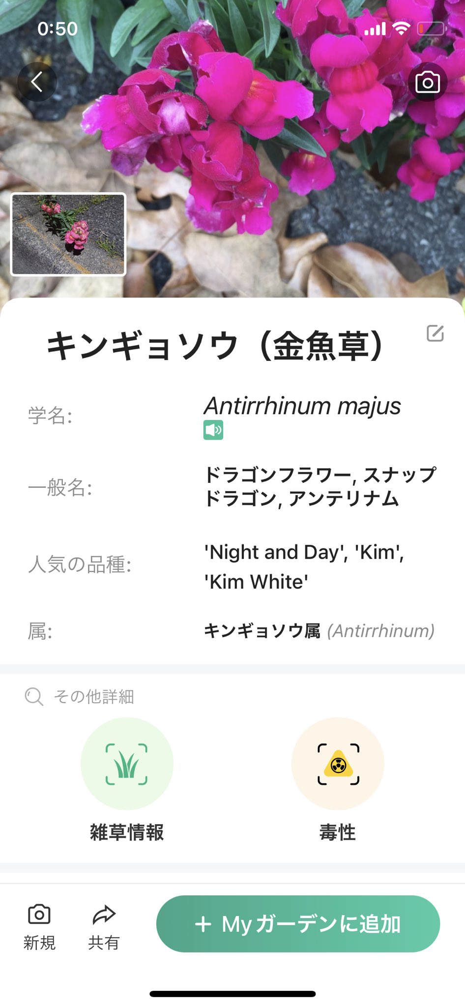 Twitter 上的 布団ちゃん 魔神 逞しい花だな 俺もお前みたいに逞しい男になりたい T Co Jjyyh75oug Twitter