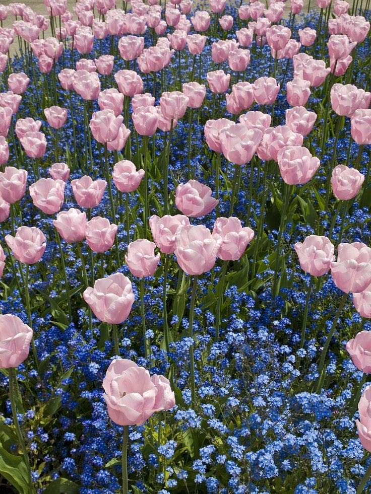 stephanie__acnh's tweet photo. my dream garden https://t.co/Eq62stqk0b