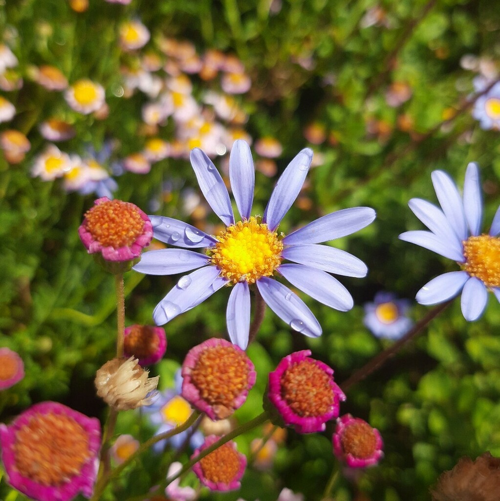 cyanblueseas's tweet photo. Mixed bag ๐ธ๐ผ๐ต๐ฎ๐ผ
#gardenexplorers #pinkandpurple #flowersofinstagram #bloomingbeautiful #wheretheskymeetstheland https://t.co/UXZxwsWmMn https://t.co/cbnwPEaCUq
