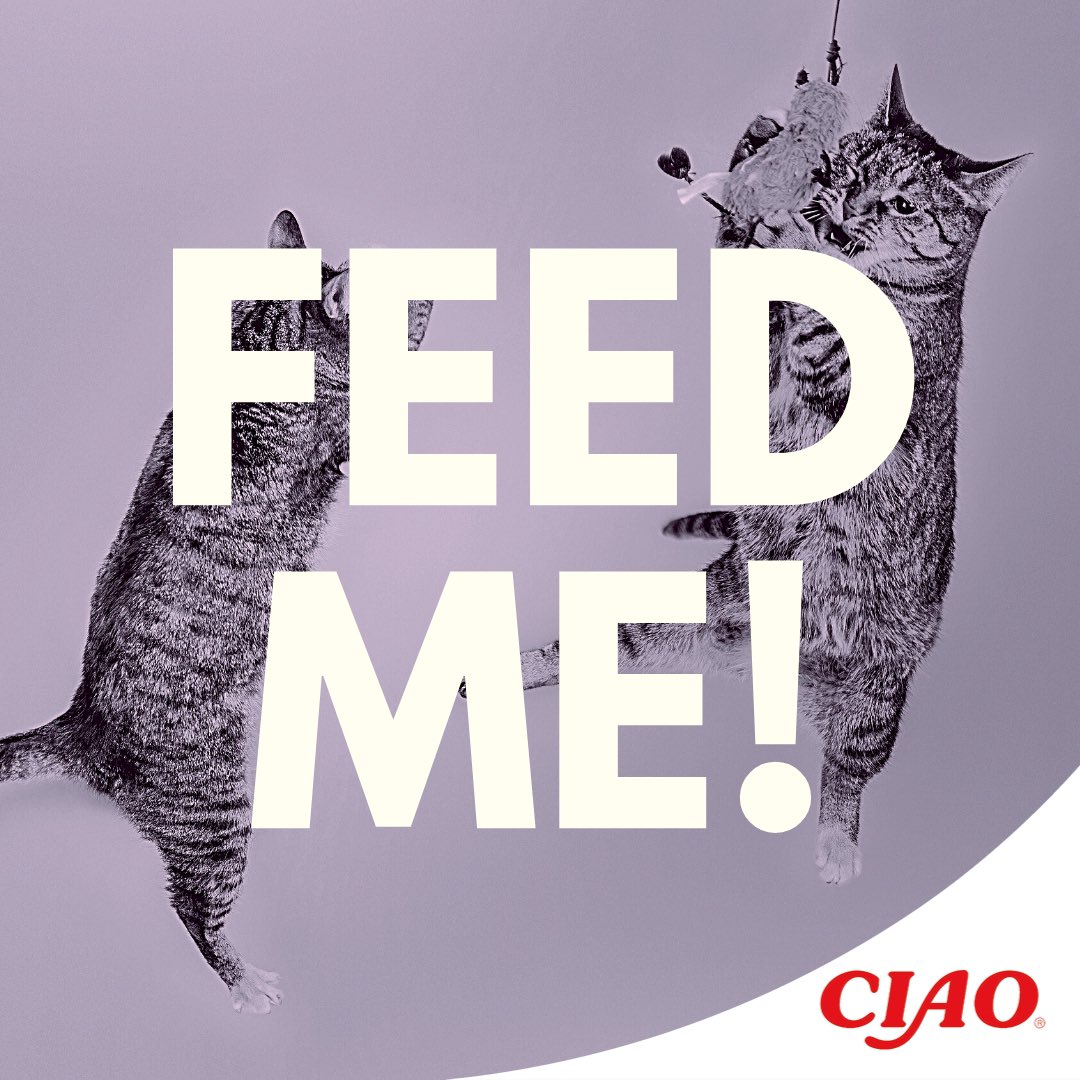 INABA_UK's tweet photo. It's Eat What You Want Day😻!!! Shall we feed one more Churu to your cats today?

#eatwhatyouwant #eatwhatyouwantday #cat #CatsLover #cats_of_Twitter #pet #petlovers #catlife #catlovers #kitty #kittycat #kittylove #churu #inaba #inabauk #inabapetfood #ciaochuru #inabauk https://t.co/7BjyIBWNUO
