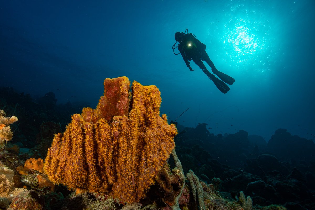 scubacuracao's tweet photo. Curacao ranks as the #1 Top Shore Diving Location in the Caribbean! 🇨🇼 Check out the latest @PADI blog: https://t.co/nZcoxkh307👉NOW, Dive in for the complete guide to shore dive in Curaçao!✅ https://t.co/tbZDoMrlrE #scubadiving #Diving #news #Travel @CuracaoTravel https://t.co/AQ7qSxmOFG