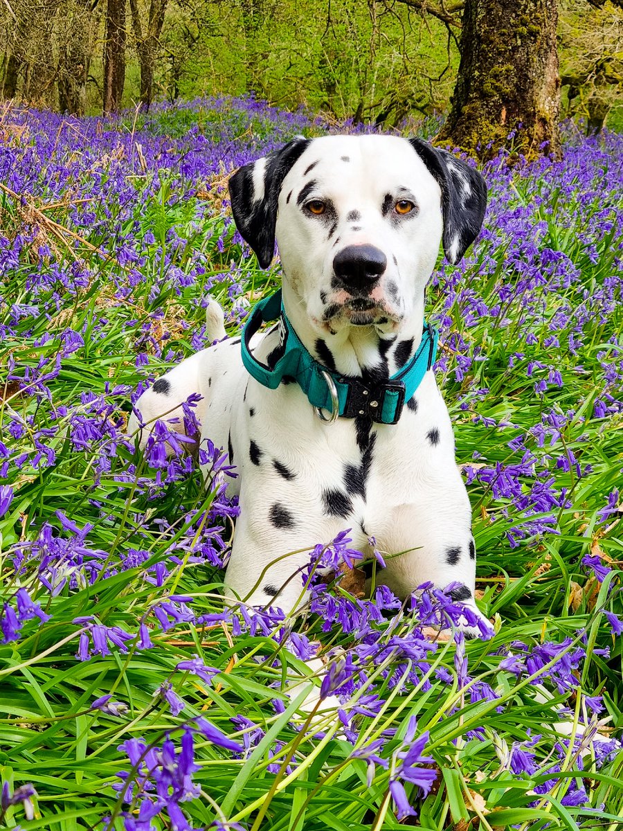 dally_greyson's tweet photo. If you go down to the woods today...

#dogsoftwitter #twitterdogcommunity #dogs #dalmatian #downinthewoods #springhassprung #summeriscoming https://t.co/TqITsdhxal