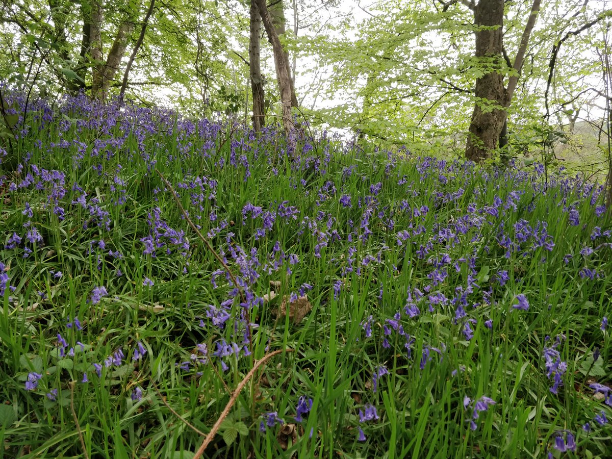 ConfusedFish's tweet image. Bluebells and wild garlic out on our walk yesterday