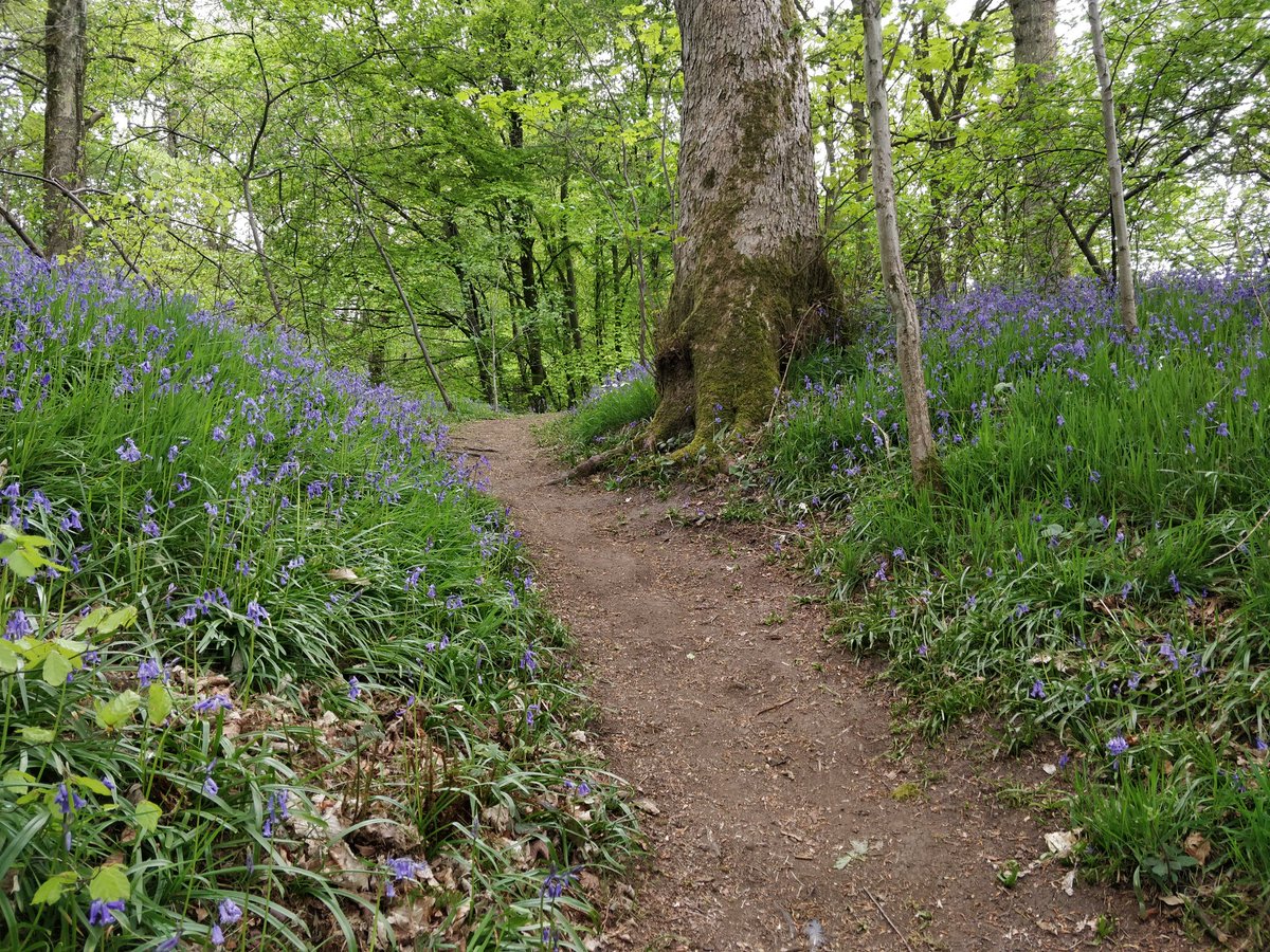 ConfusedFish's tweet image. Bluebells and wild garlic out on our walk yesterday