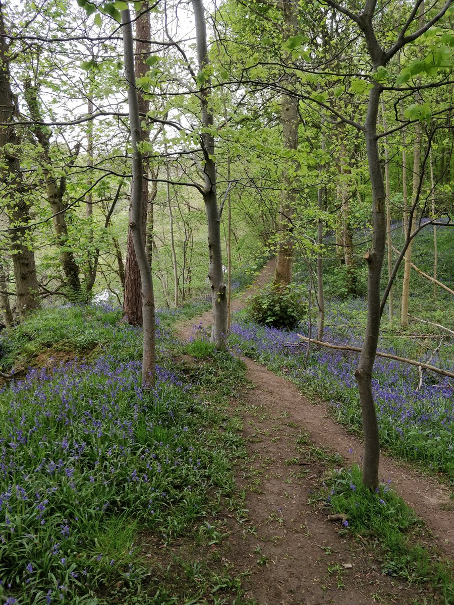 ConfusedFish's tweet image. Bluebells and wild garlic out on our walk yesterday
