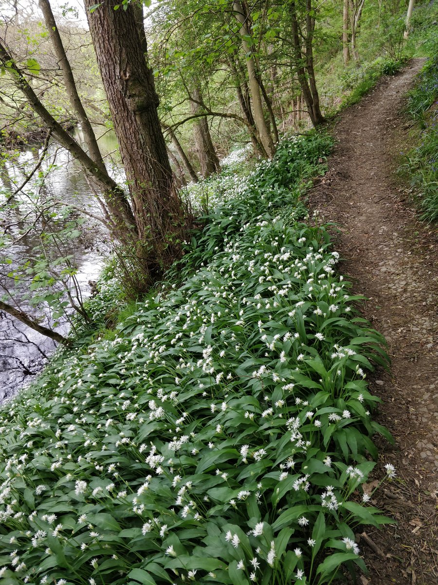 ConfusedFish's tweet image. Bluebells and wild garlic out on our walk yesterday