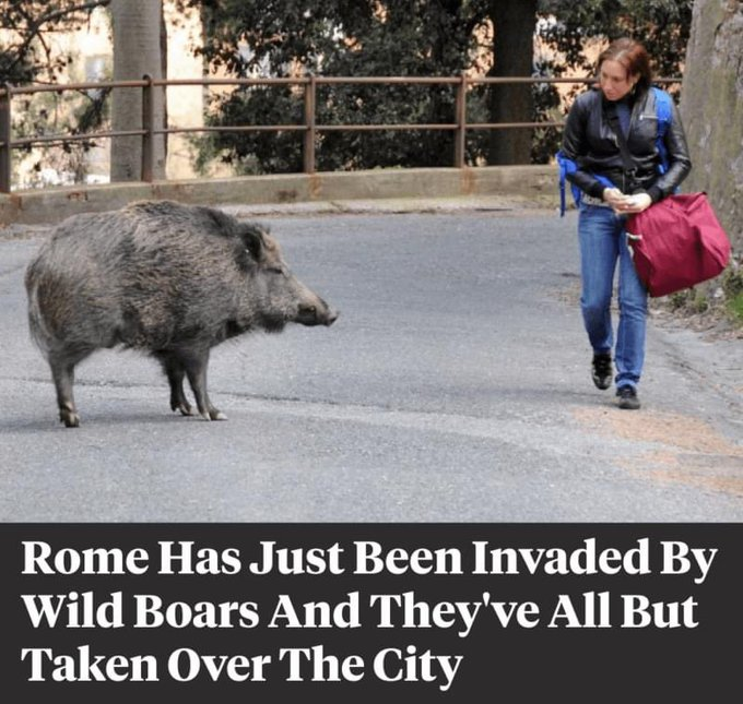 BEARJI_'s tweet photo. #hogposting https://t.co/8xVvIyDuHe
