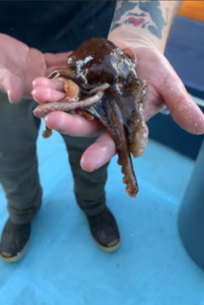 TheLogNewspaper's tweet photo. The Western Pride had an eight-legged visitor join them before being released into the ocean.
https://t.co/Mz0nSGhkwi #newportbeach #octopus #anglers #sportfishing #featuredcatch https://t.co/Dpytr1mb0O