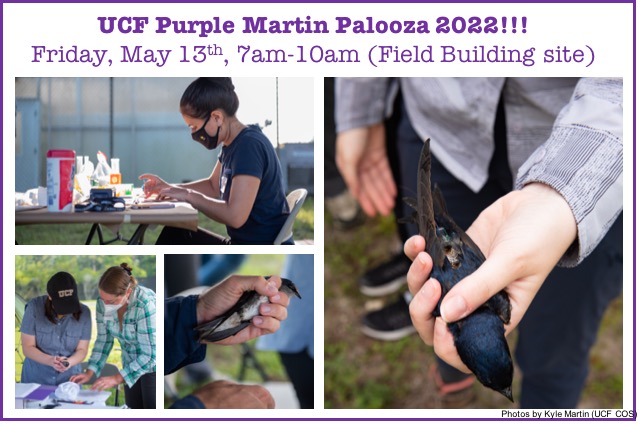 It's that time of year again! The UCF Purple Martin Project is holding its second annual Palooza event so that the UCF community can get a first-hand look at the exciting work we are doing! @UCFBiologyDept @UCFSciences @PMCAErie #UCFpuma #WildSymbiosesLab