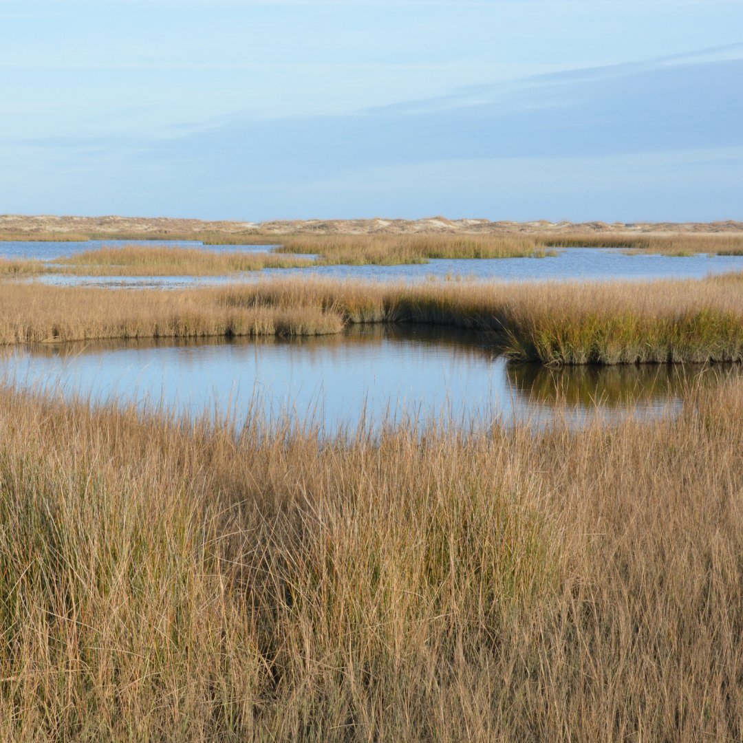 Wildnote tweet media