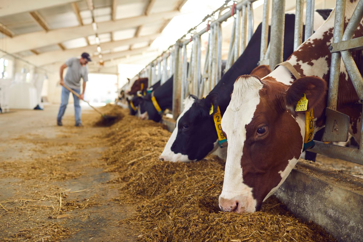 followDiamondV's tweet photo. Take advantage of #NationalEatWhatYouWantDay by providing your animals with a proper postbiotic feed ingredient. #DiamondV #TreatYourself https://t.co/OZJIWjWFgu