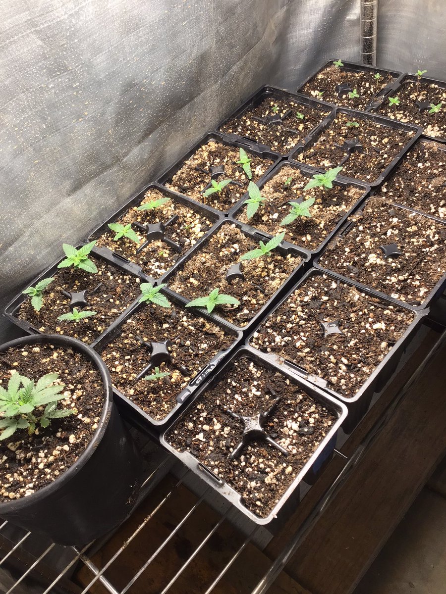 bobmarshinaz's tweet photo. New growth happening here with my new Unit Farm #UFS3000LED grow light @UNITFARM_led … https://t.co/vcV9NvaD2J