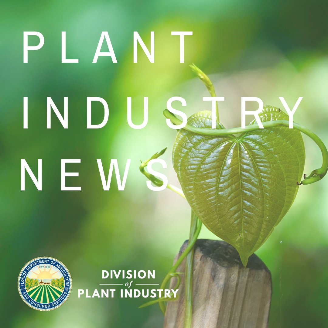 Episode 4 of the Plant Industry News #podcast is out now! In today's episode, we bring back Dr. Emily Kraus to discuss air potato vines and beetles. 

To listen to Plant Industry News, find it at bit.ly/DPI-LINKS or wherever you listen to podcasts.