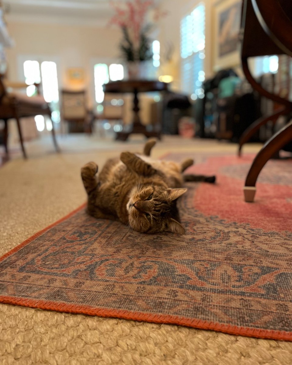 oldtownmanorkw's tweet photo. Doc is ready for some guest love in our lobby space! The strategic location for pets and treats. 😺
.
.
#oldtownmanor #oldtownmanorweddings #keywest #flkeys #lovefl #petfriendly #bedandbreakfast #duvalstreet #oldtownkeywest #florida #greenhotel #catsofkeywest https://t.co/17s8Doskr6