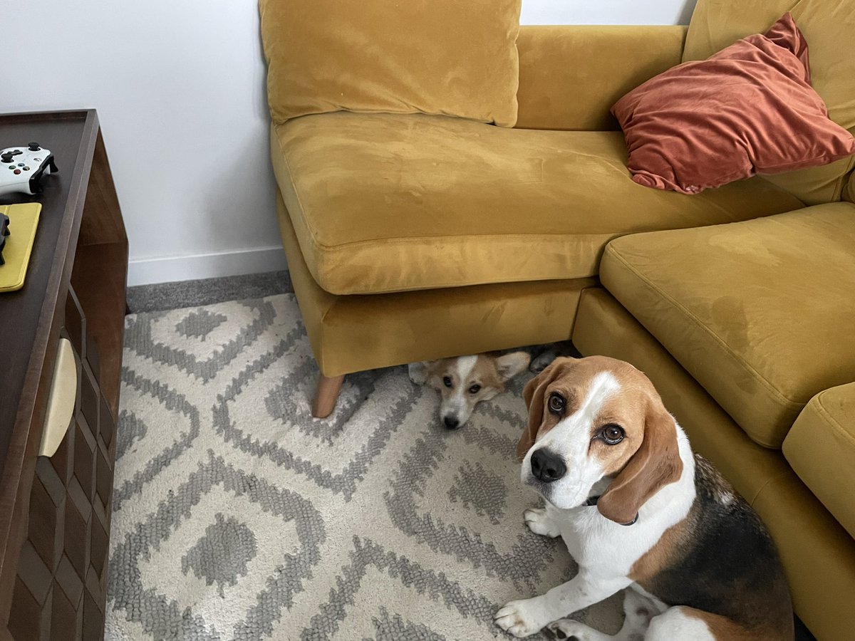 Peekaboo 

#beagle #corgi