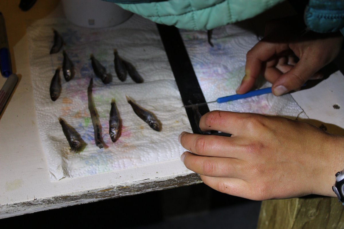 Apply for the PSG Student Research Grant, aiding student-led research in the promotion of up-and-coming members! At least three grants will be awarded, one grant per degree-level (bachelor, master, doctoral), generally between $500-$1000. Apply by  15 May pacificseabirdgroup.org/student-resear…