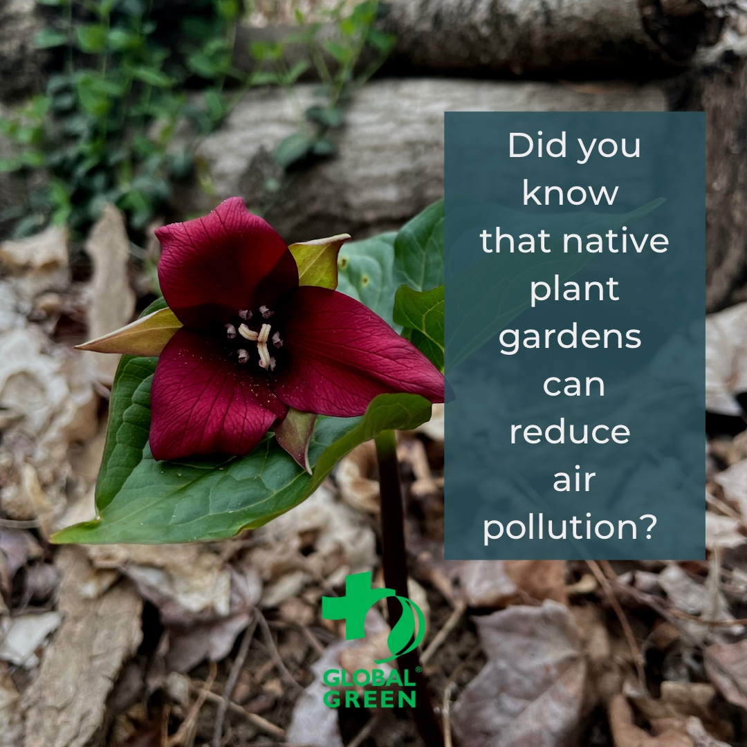 How can native plants 🌱 reduce air pollution? According to the U.S